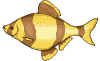 image gif anim�e 11 274 octets.Cliquer ici pour admirer une autre cat�gorie de poissons des oc�ans avec des superbes couleurs !