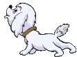 image anime (gif 11 430 octets) Je vous prsente les  photos de Hamy mon compagnon !